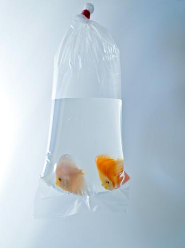 aquapac :: fish transport bags